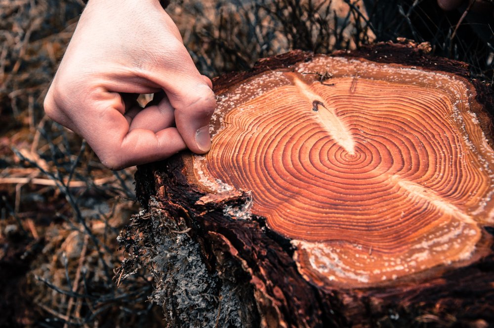Hand counting tree rings on a cutted log in a conifer forest