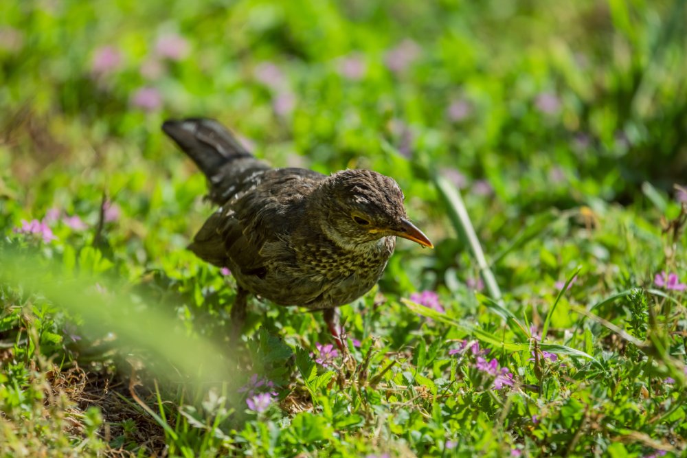 This image captures a close-up, ground-level view of a bird standing amidst flowers