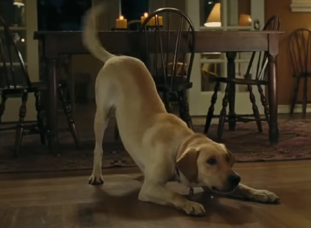 Screenshot from the movie - Marley & Me (2008