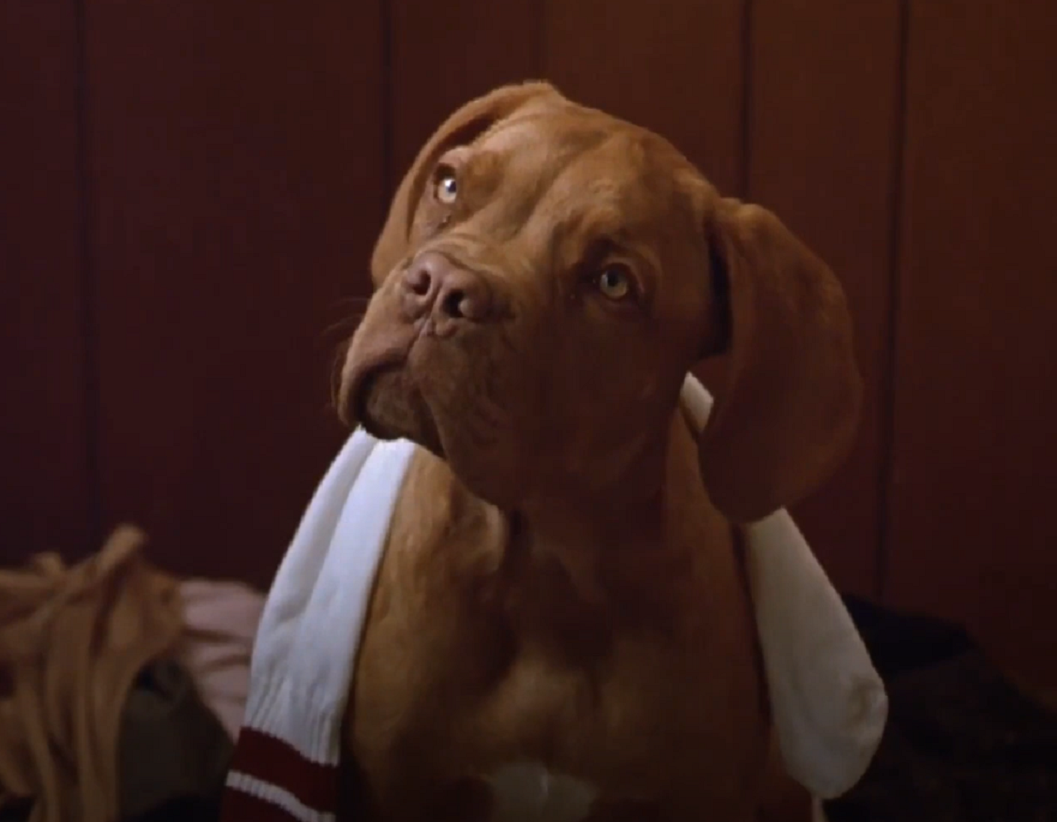 Screenshot from the movie - Turner & Hooch (1989)