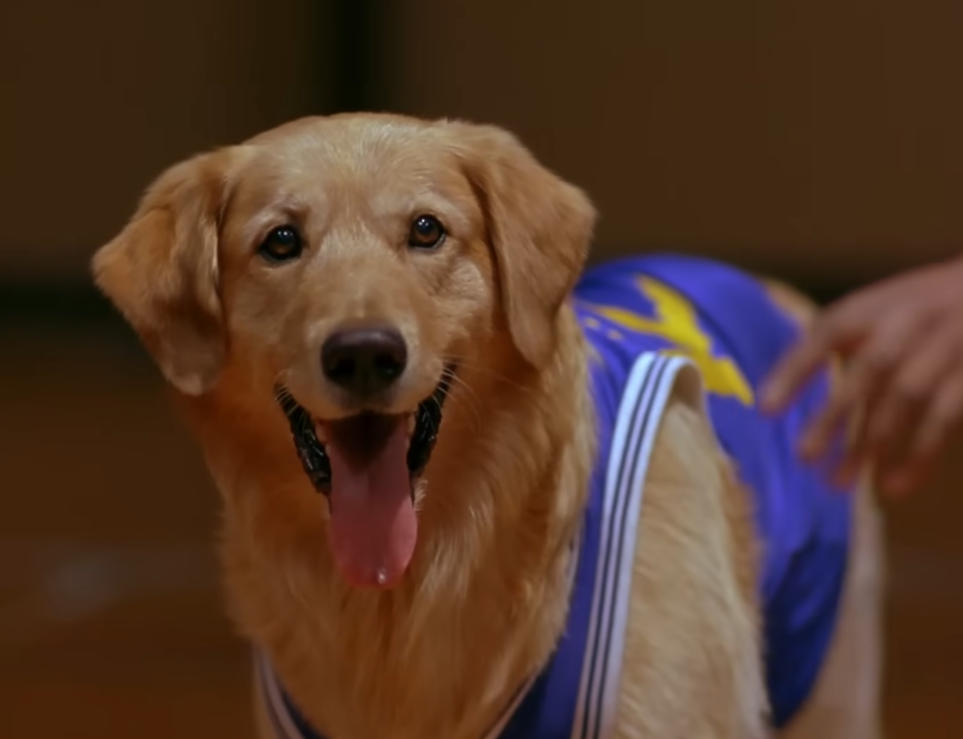 Screenshot from the movie - Air Bud (1997)