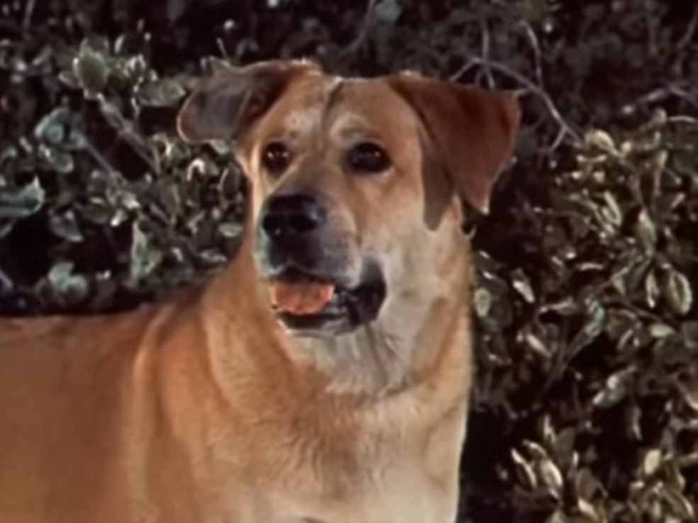 Screenshot from the movie - Old Yeller (1957)