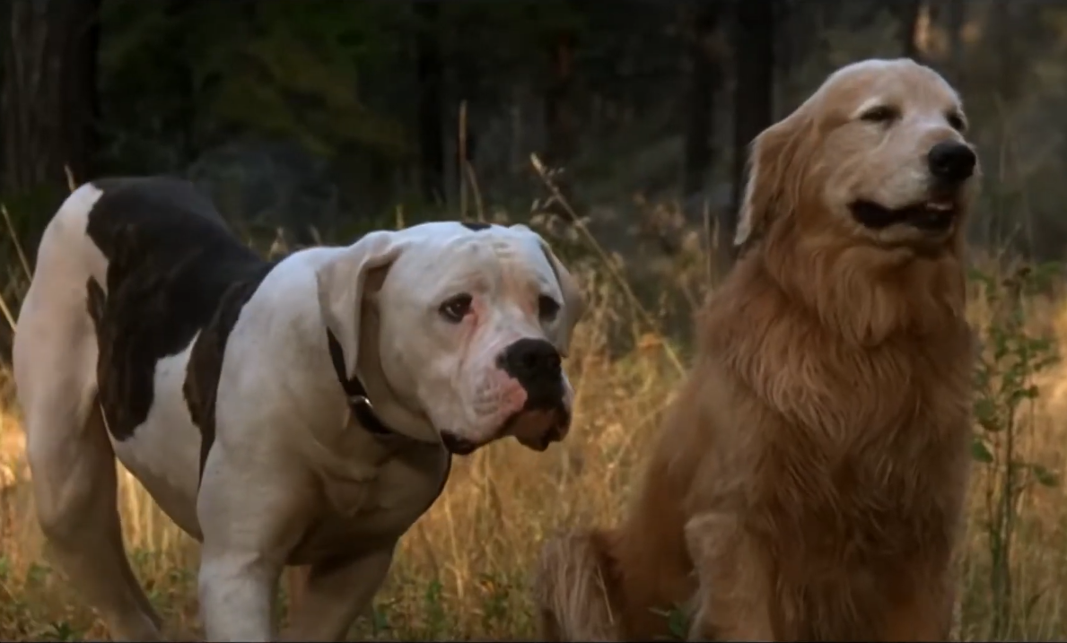 Screenshot from the movie - Homeward Bound: The Incredible Journey (1993)