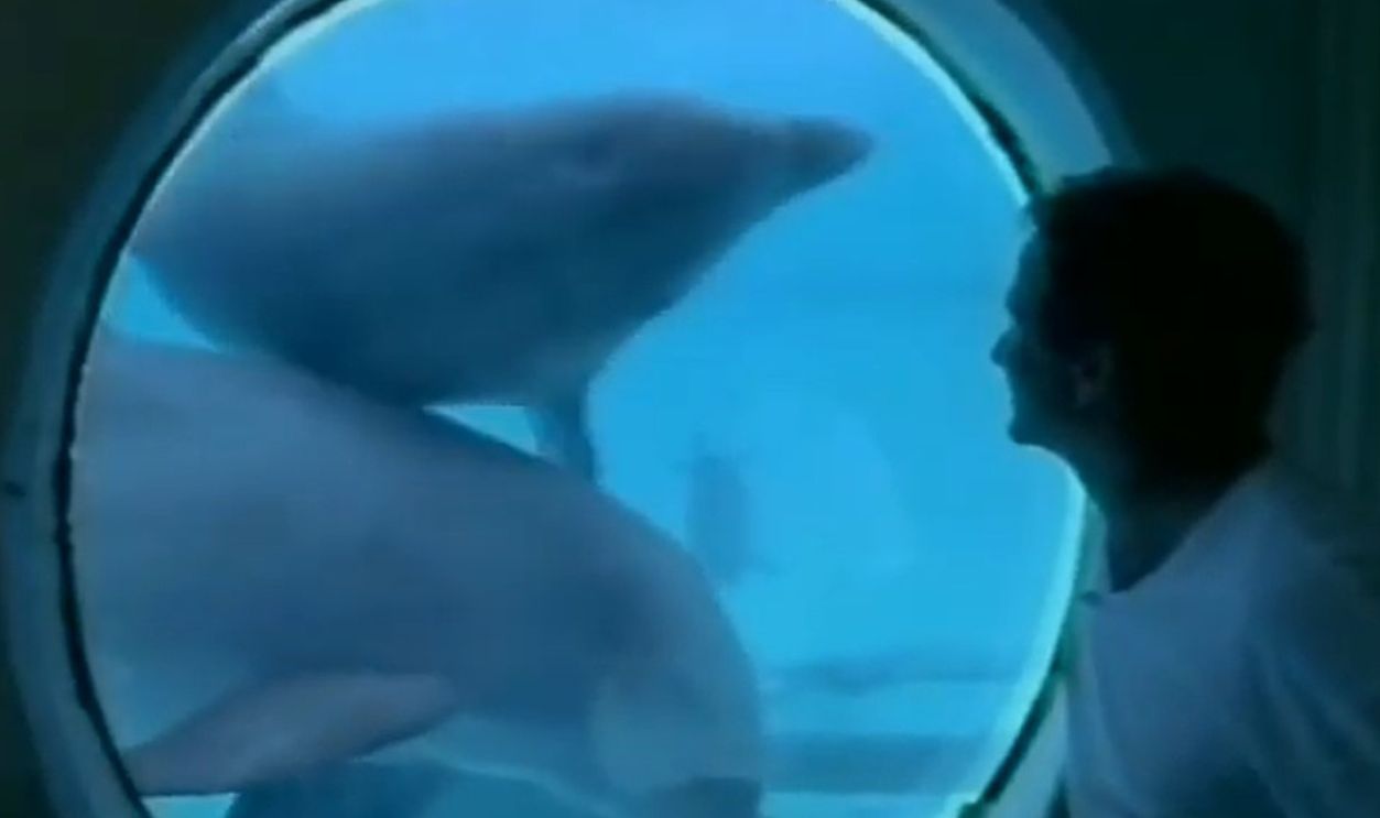 In The Wild With Robin Williams Dolphins 