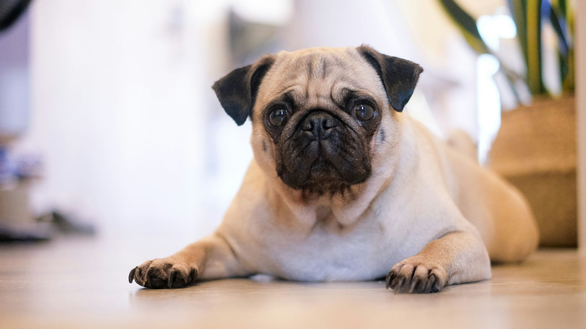 shallow focus photography of fawn pug