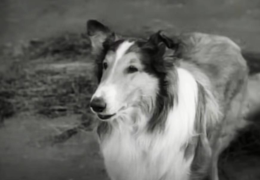 Screenshot of the TV Show Lassie
