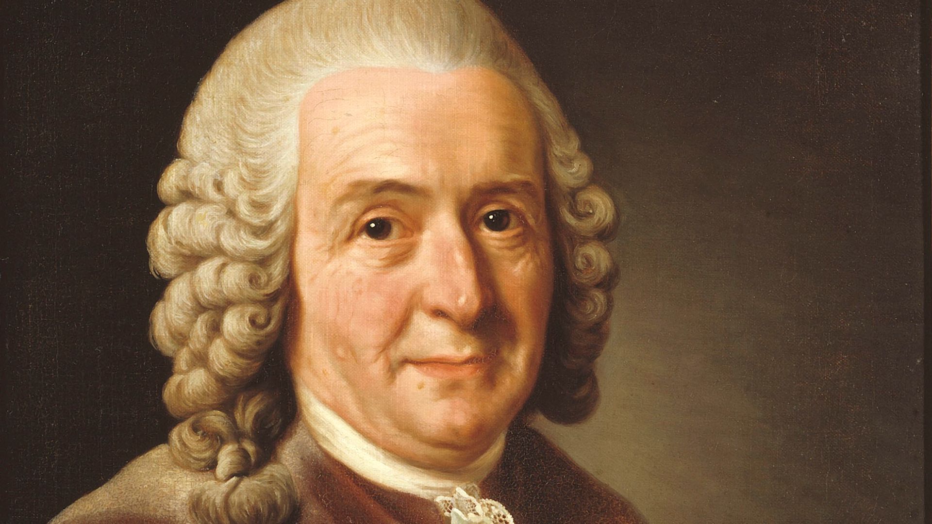 File:Carl von Linné.jpg