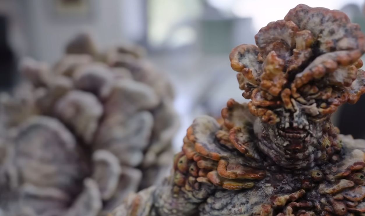 The Infected Never Attacking Each Other