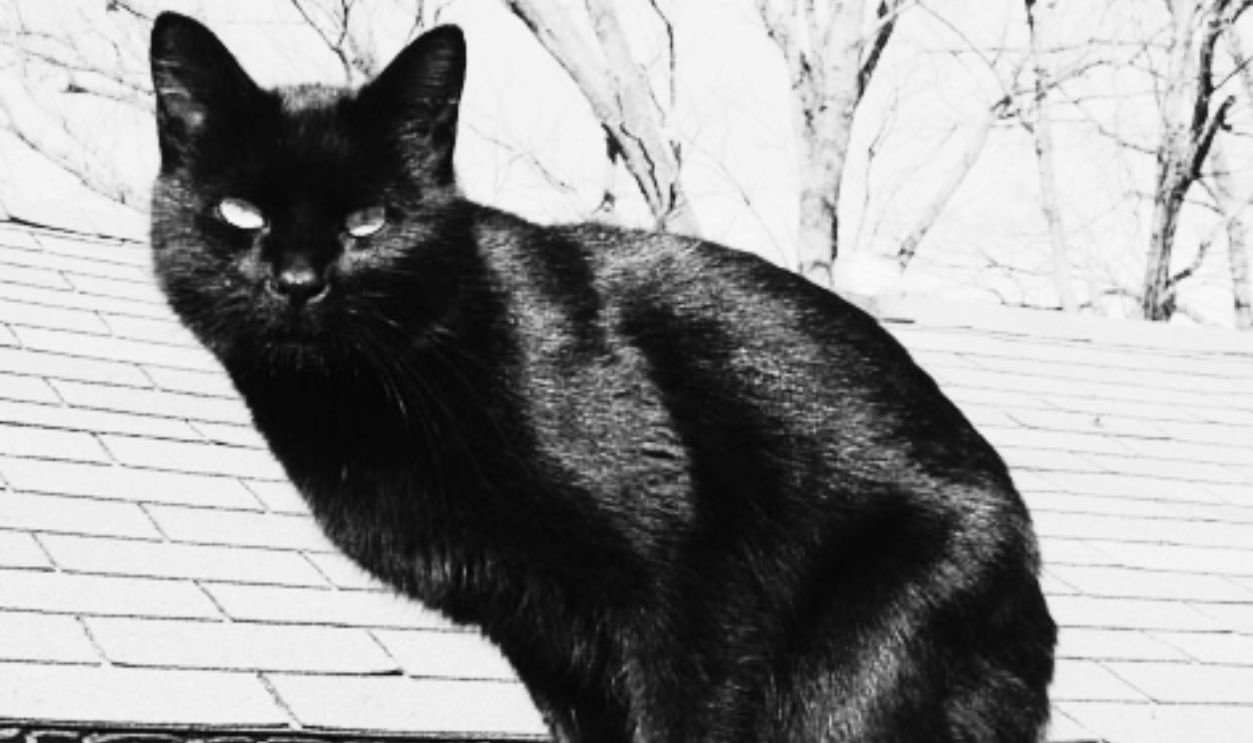 Black cats