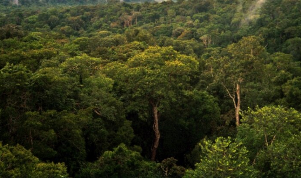 A Canopy Too Thick For Truth