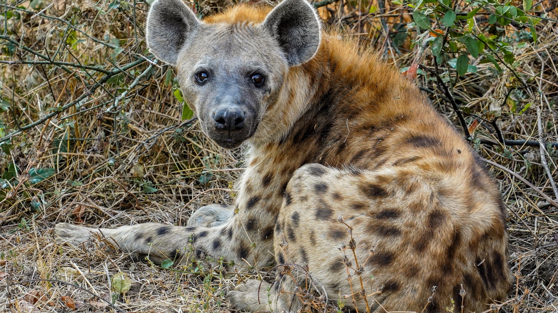 File:Sitting Spotted Hyena Luangwa Jul23 A7C 06239.jpg