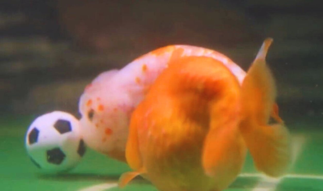 Hidden Lives Of Pets