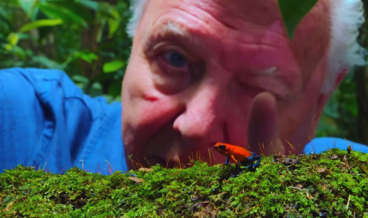 Life In Color With David Attenborough