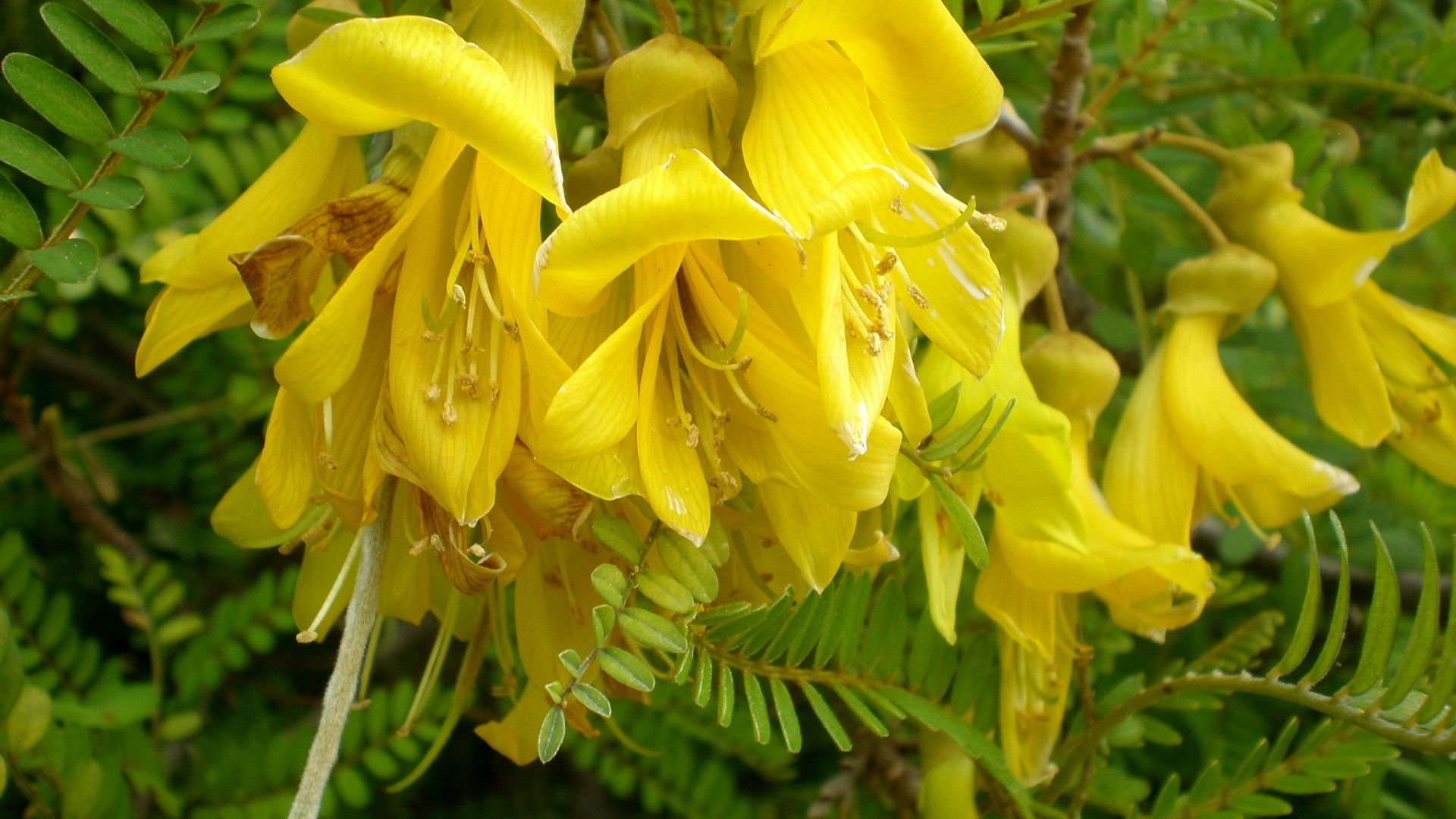 File:Sophora toromiro 2c.JPG