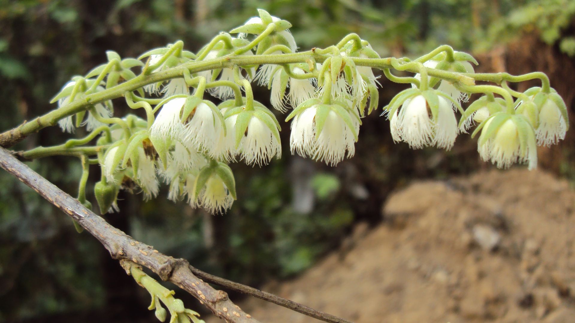 File:Elaeocarpus serratus 16.JPG