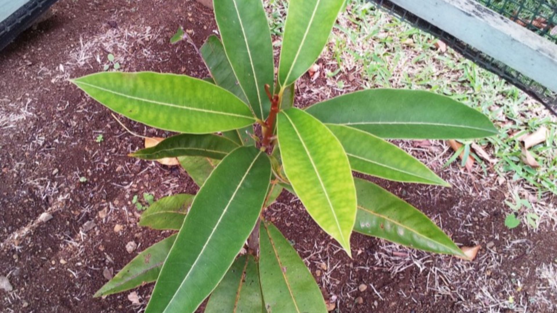 File:Sideroxylon grandiflorum - Mauritian endemic tree.jpg