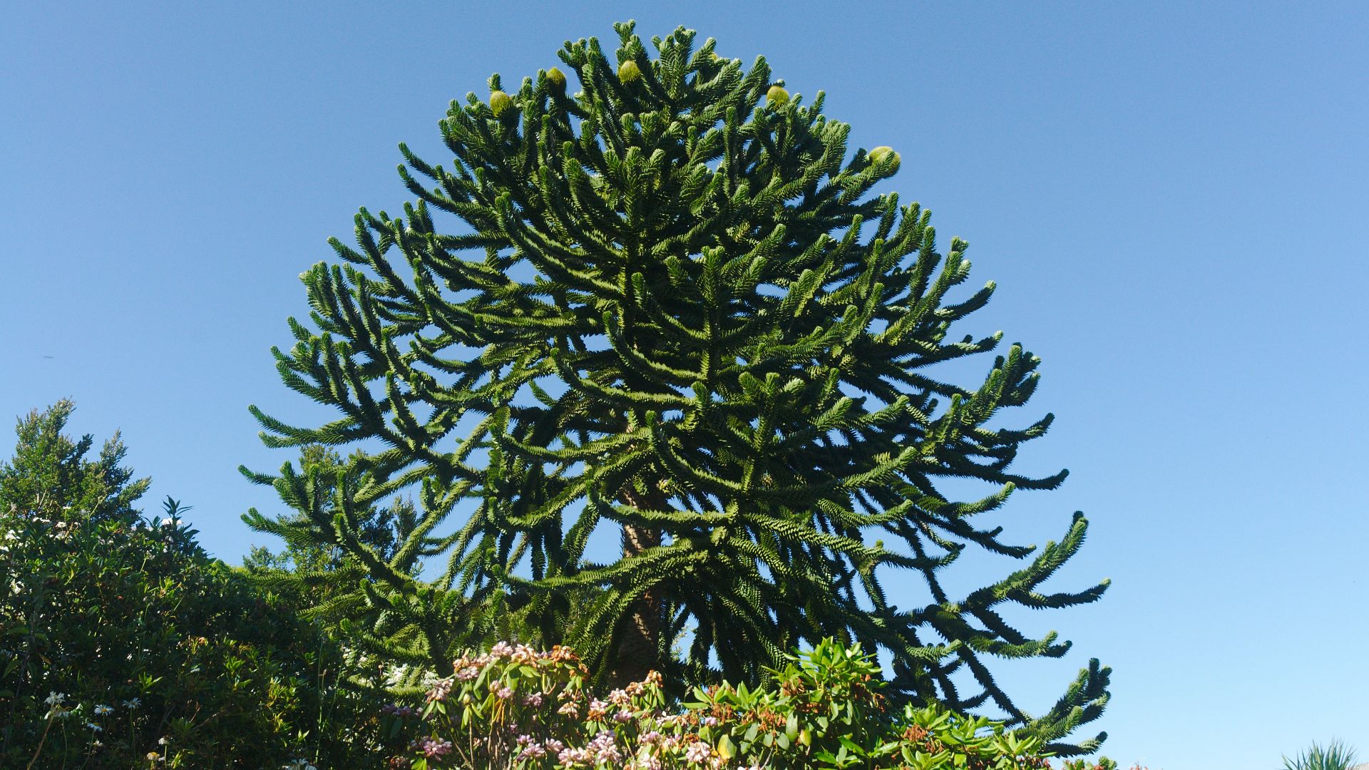 File:Monkey Puzzle tree (Araucaria Araucana) on Penryn Campus, Cornwall 02.jpg