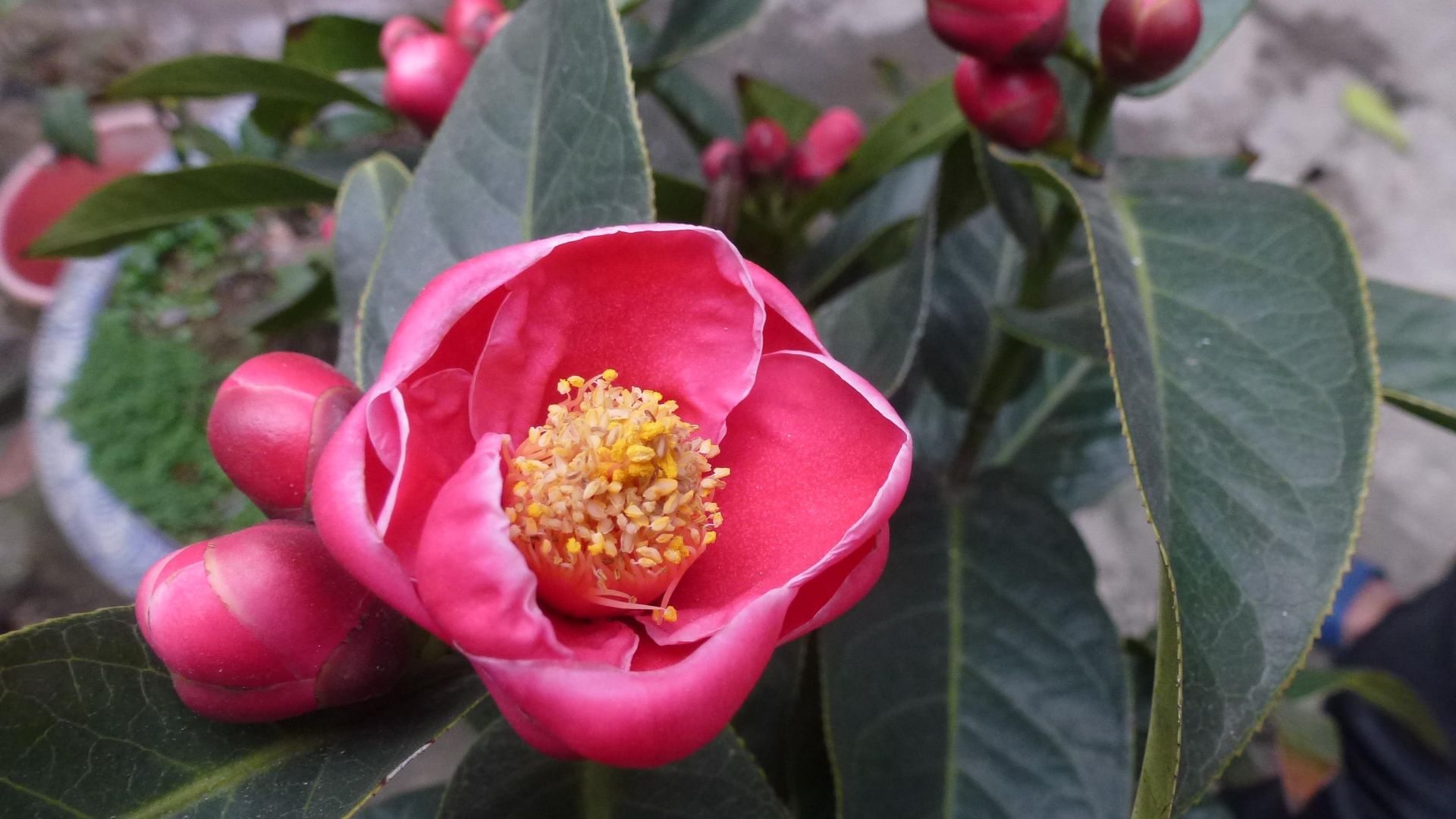 File:Hoa hải đường (Camellia amplexicaulis).JPG