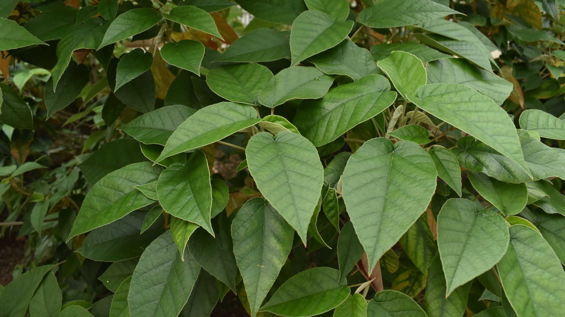 File:Saint Helena redwood (Trochetiopsis erythroxylon).jpg