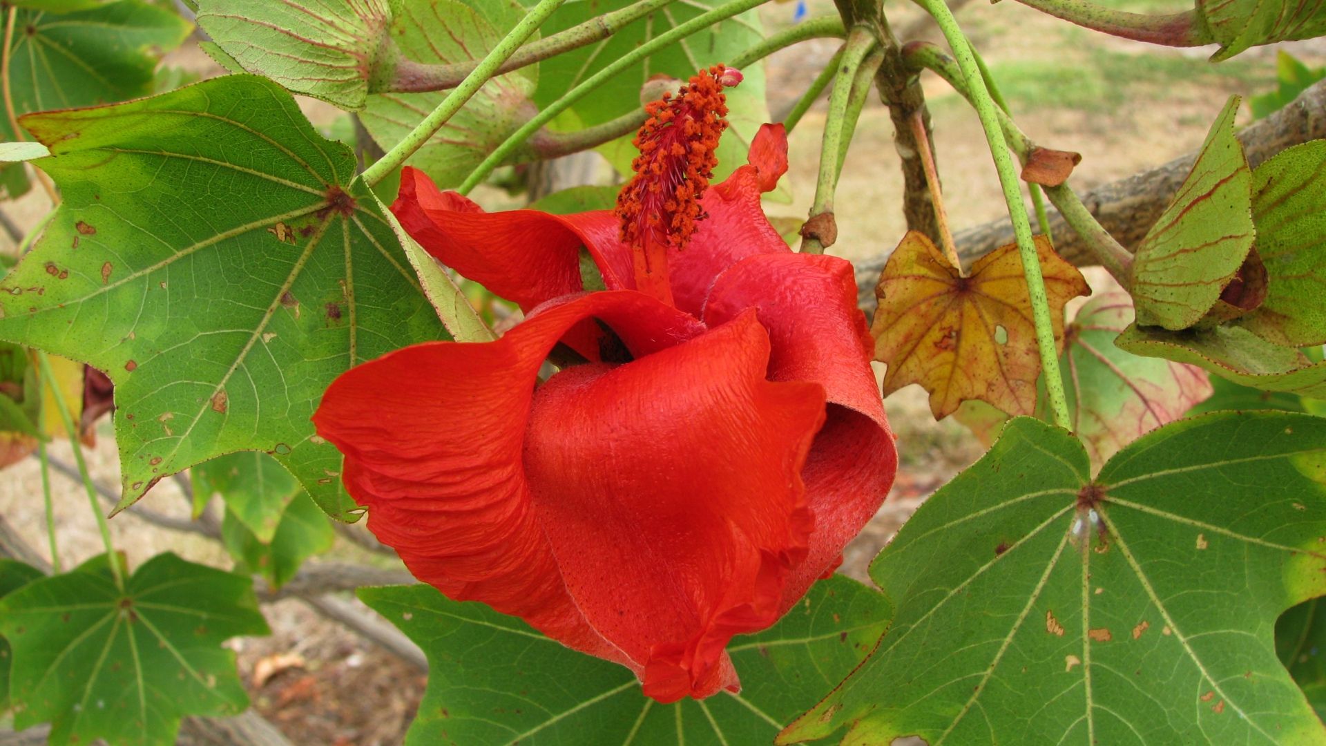 File:Kokia cookei (4743890657).jpg