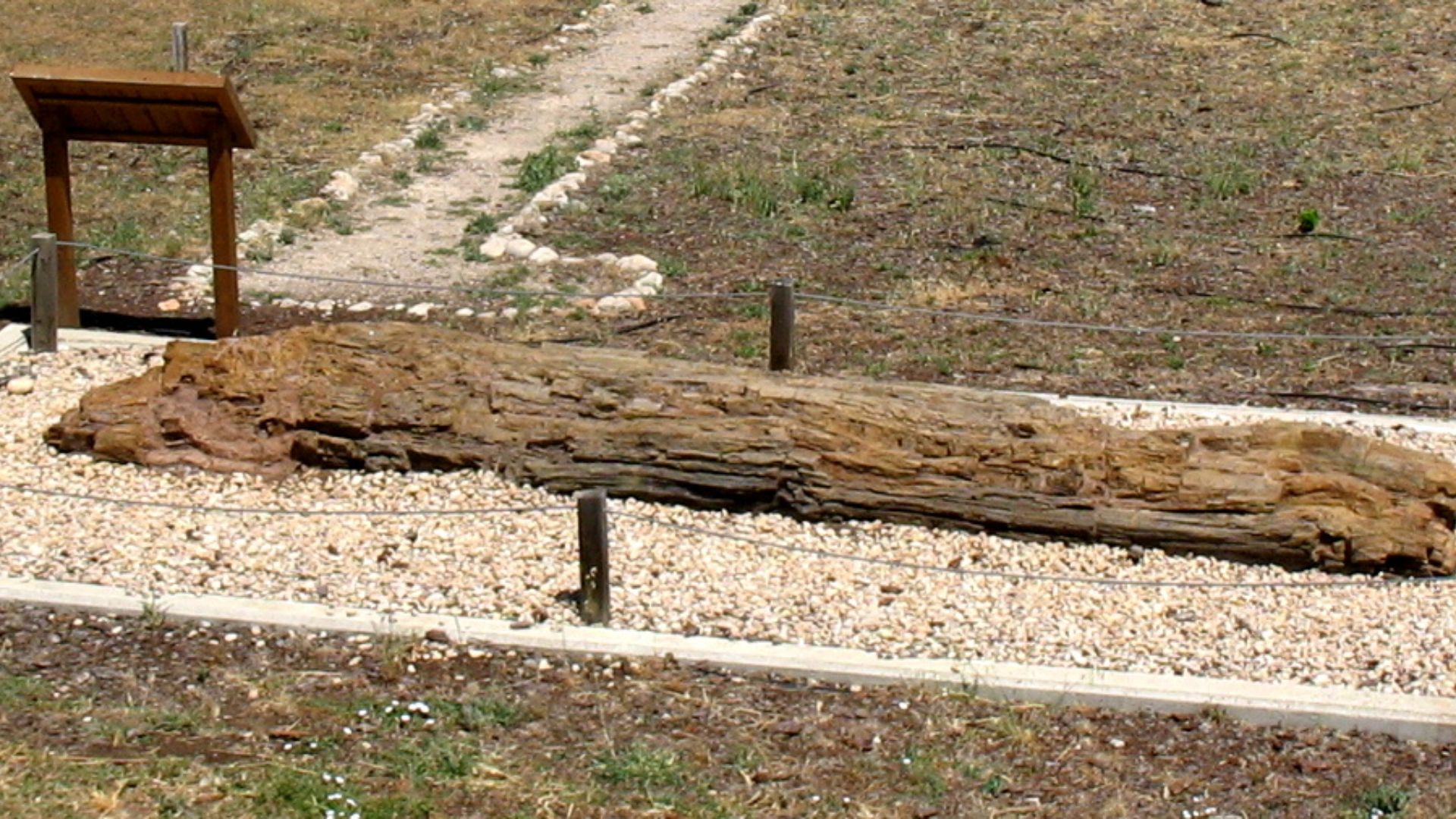 File:Dadoxylon - Permian from Landete (Cuenca) - Castilla-La Mancha Paleontological Museum (Cuenca, Spain).jpg