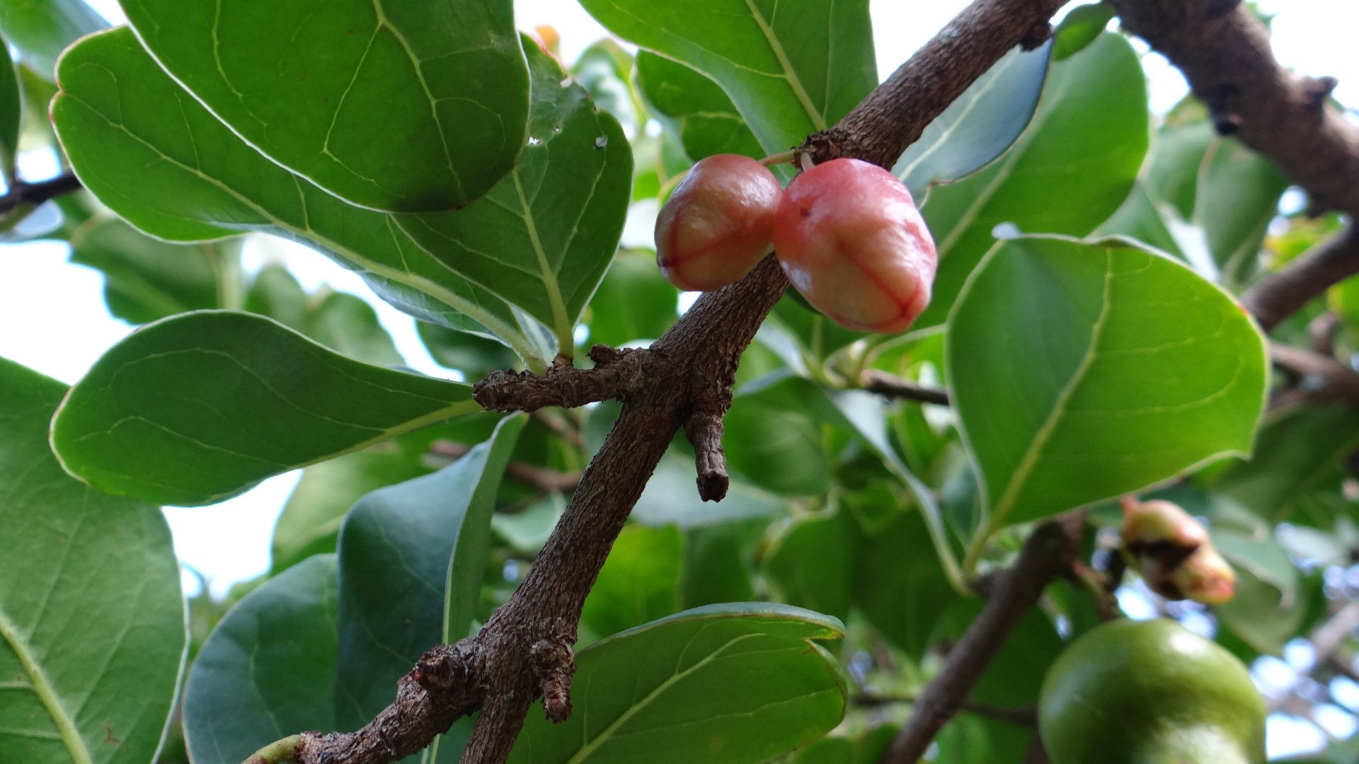 File:Punica protopunica Socotra.JPG