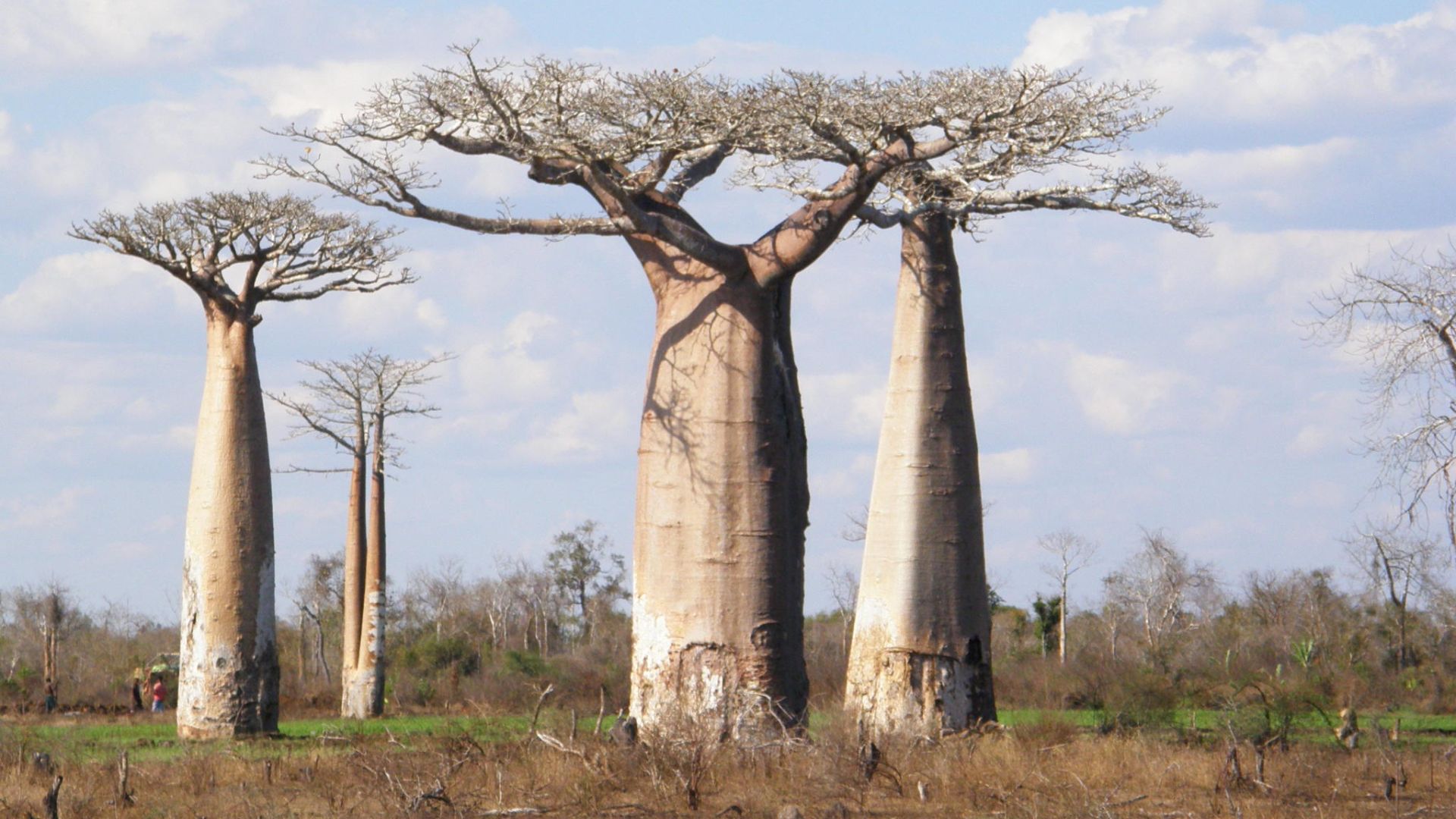 File:Adansonia grandidieri 2039894.jpg