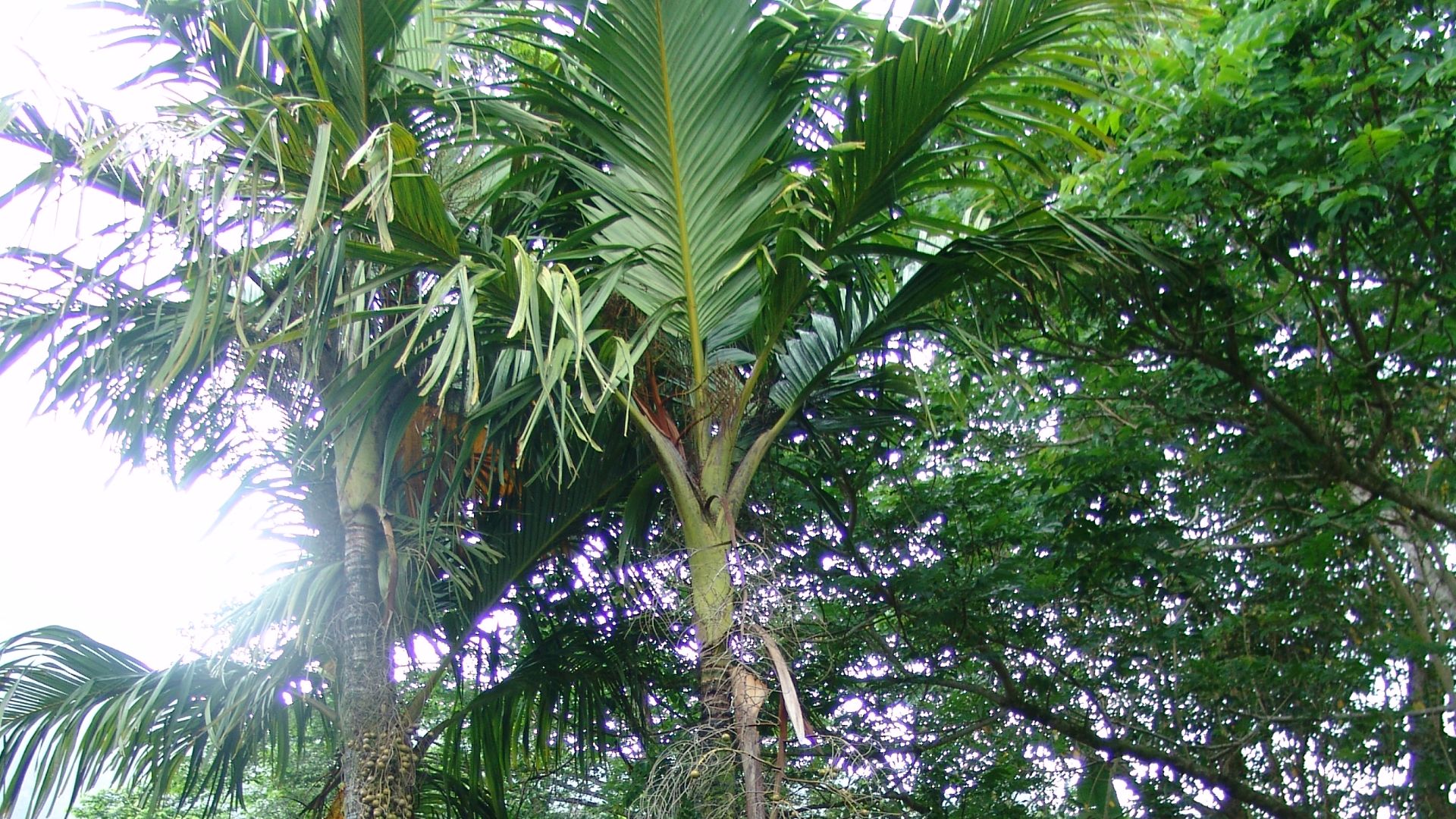 File:Verschaffeltia splendida.jpg