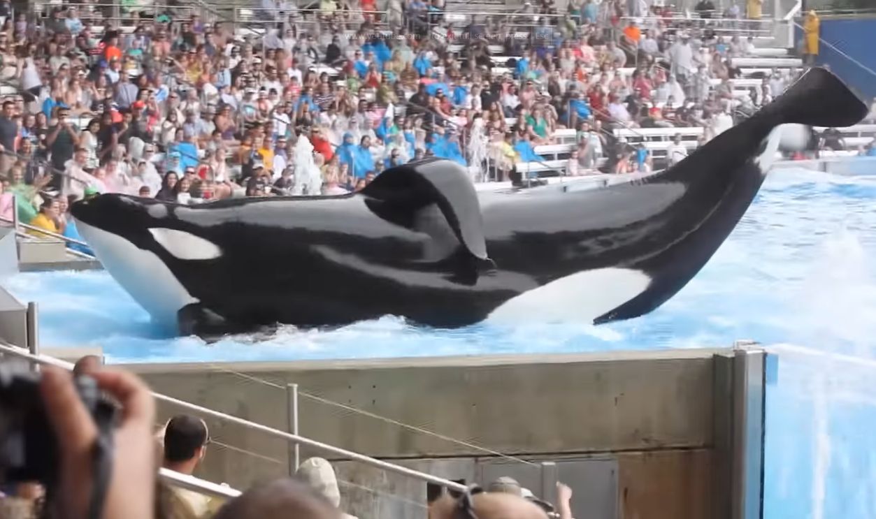 Blackfish Documentary