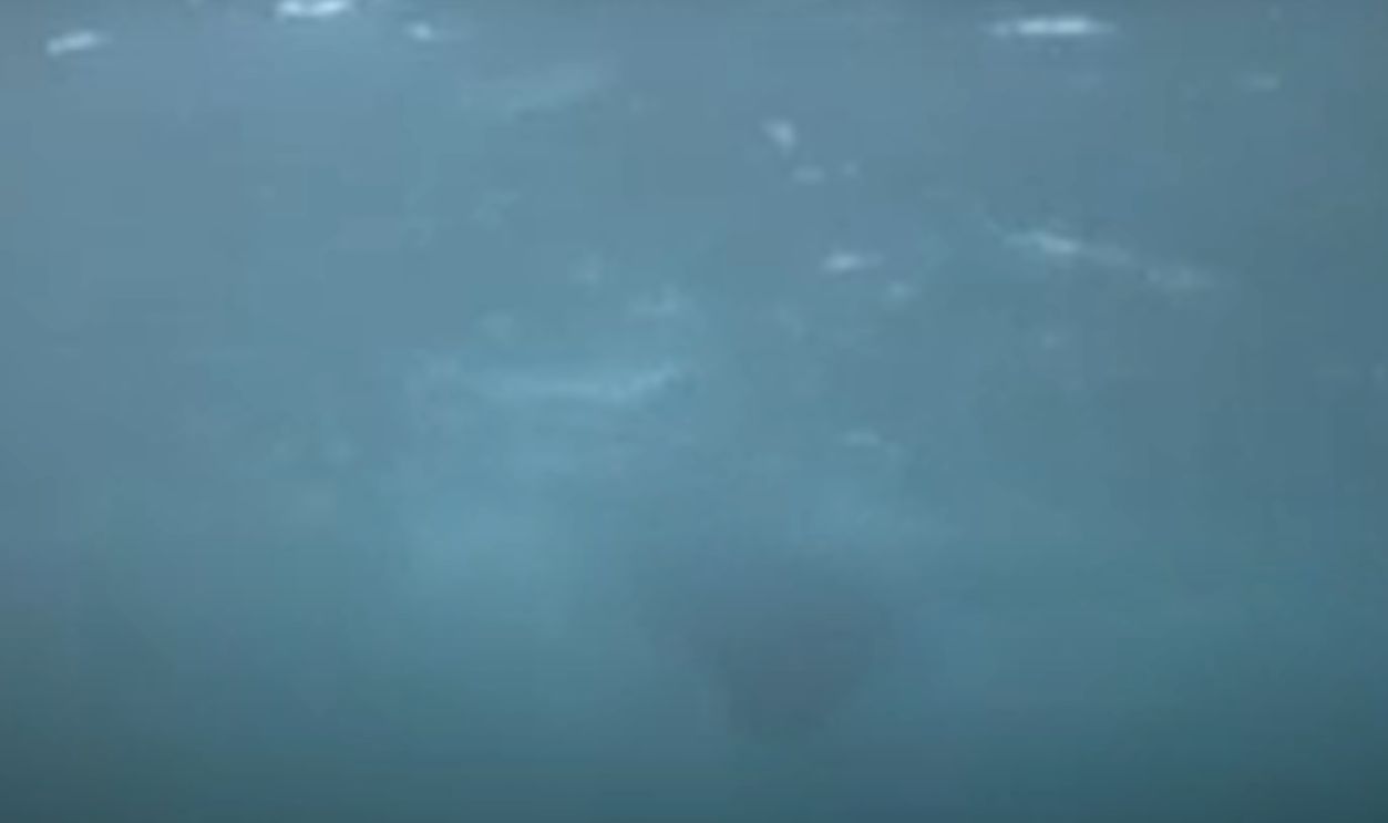 The First Shark POV Happens Without An Attack