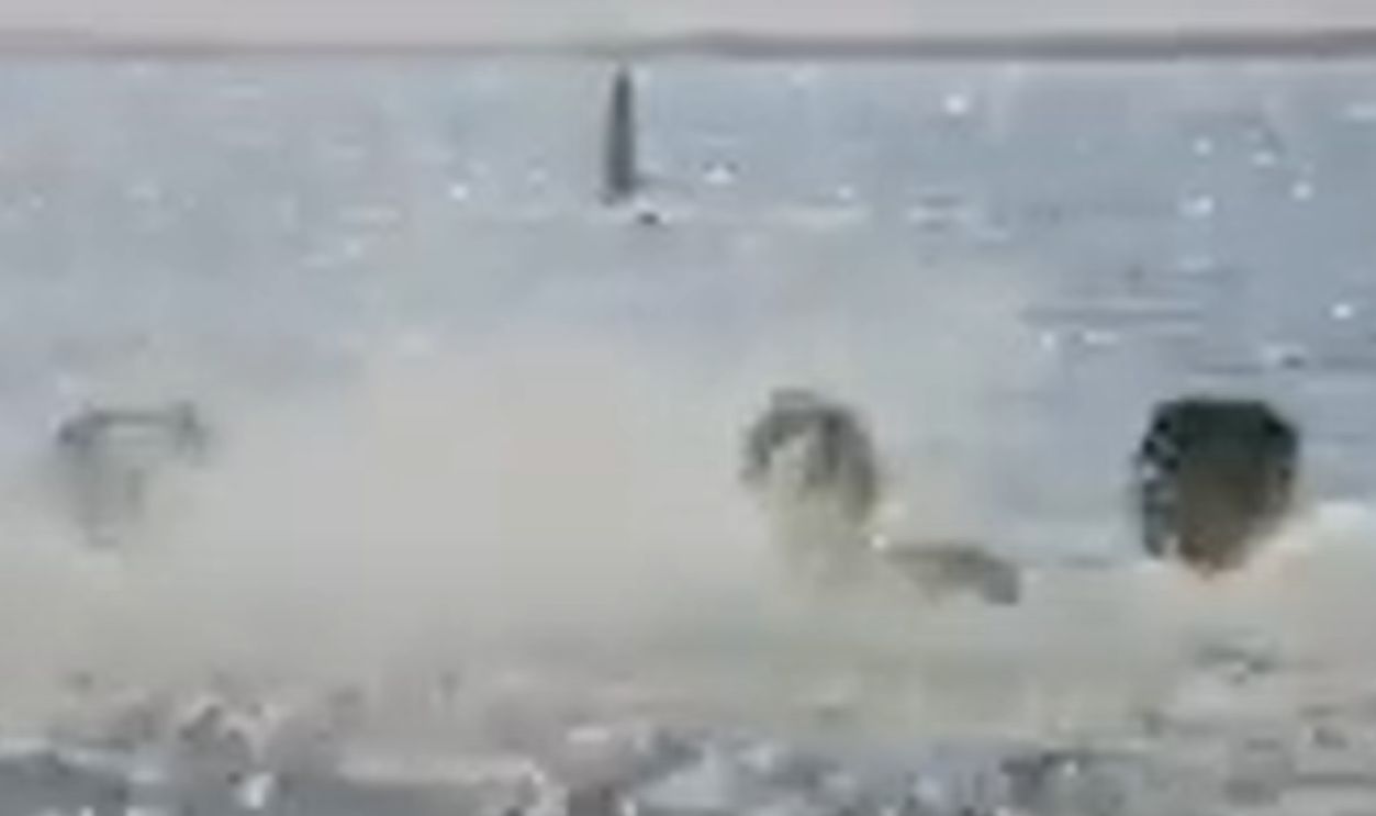 The First Shark POV Happens Without An Attack (Cont.)