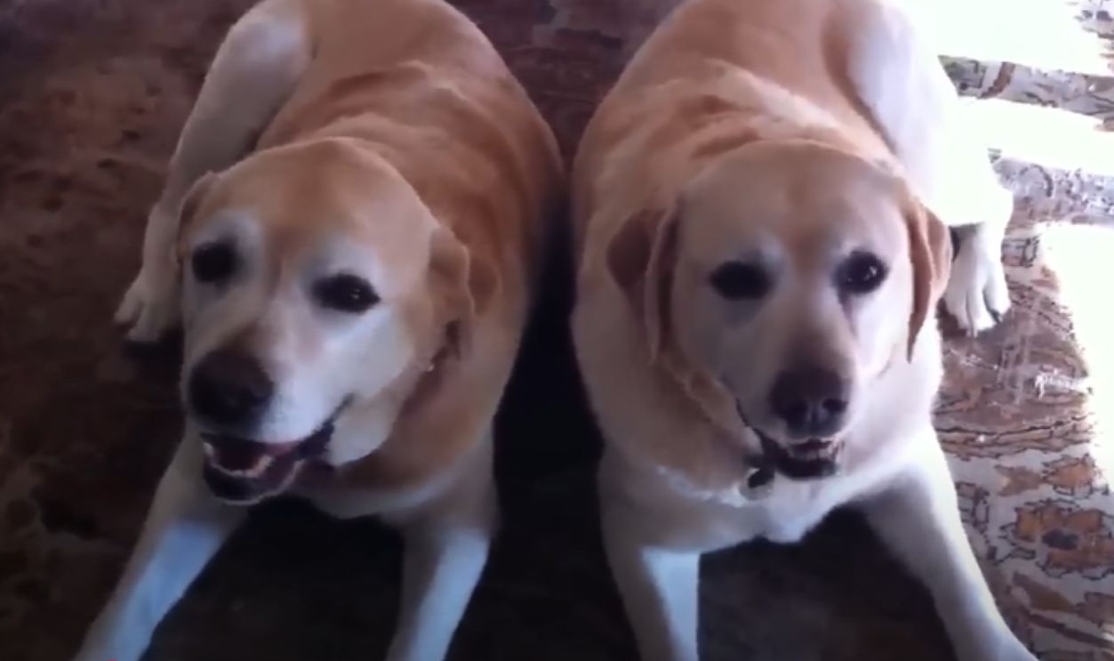 He Had a Love For Animals