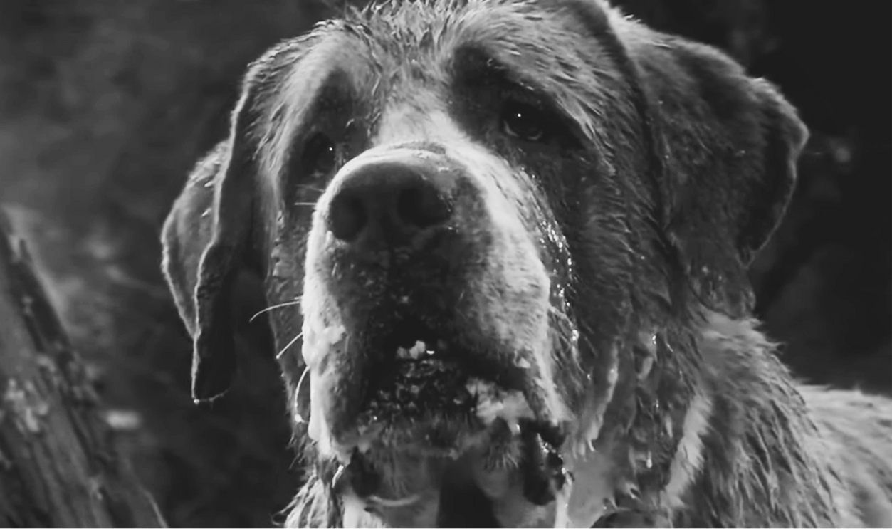 Screenshot Of Cujo From Cujo (1983)