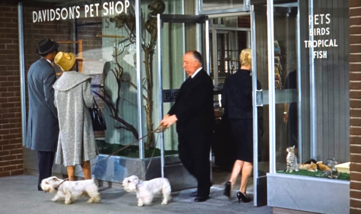 Hitchcock The Bird 1963