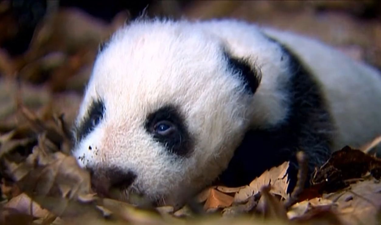 Screenshot from Planet Earth (2006)