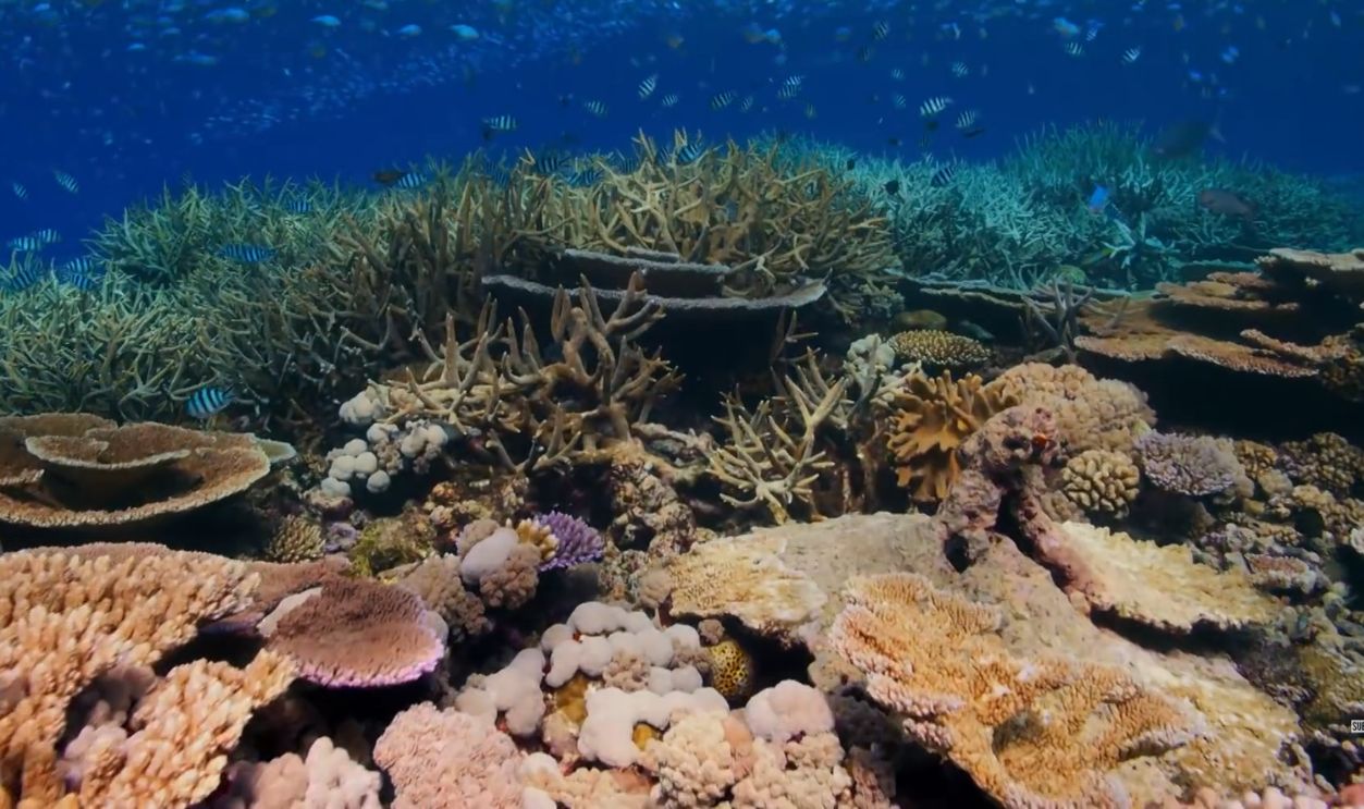 Screenshot from Blue Planet II (2017)