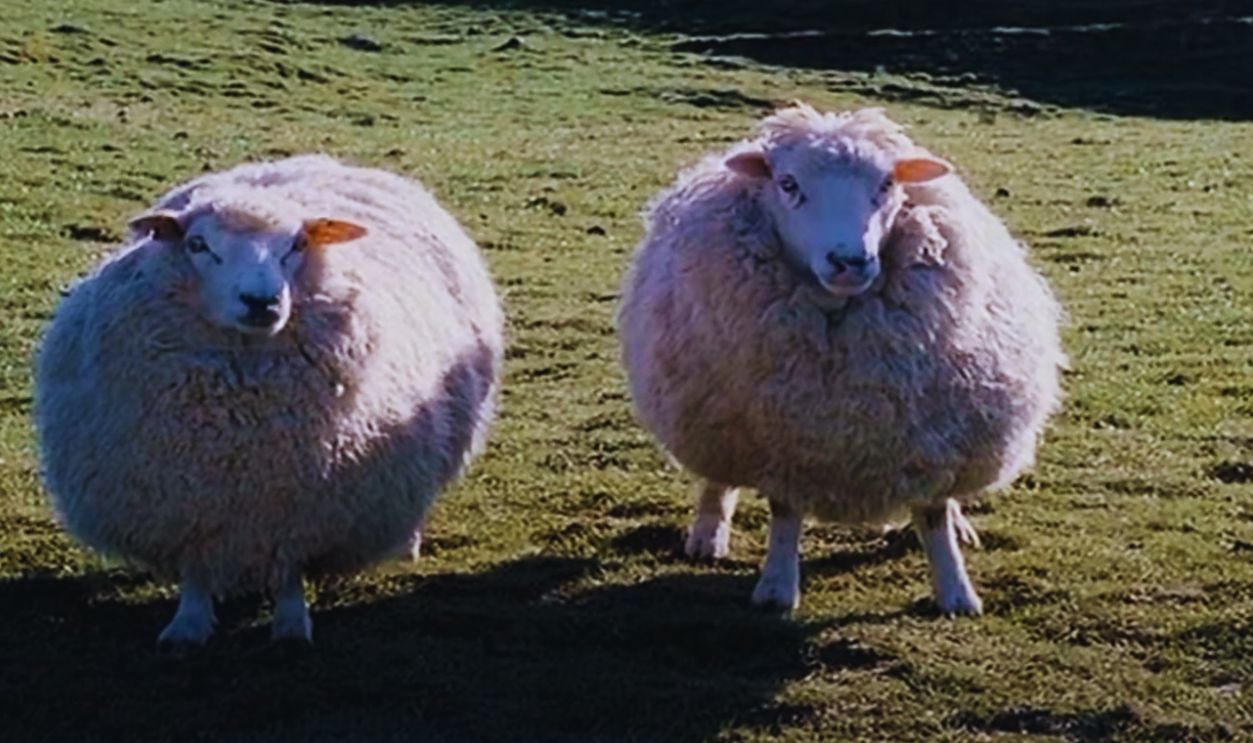 Screenshot from Black Sheep (2006)