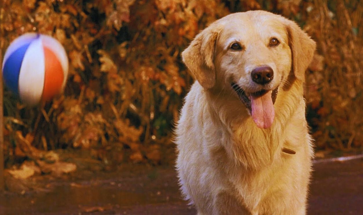 Screenshot from Air Bud (1997)