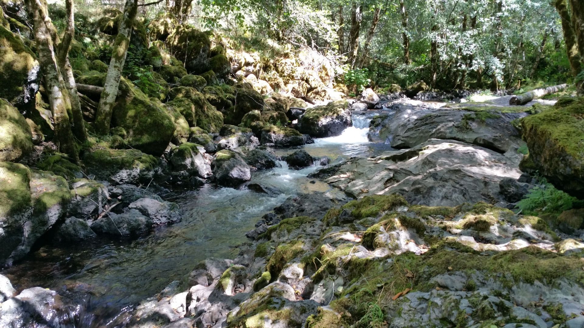 File:-mypubliclandsroadtrip 2016- Take the Backroads, Nestucca River National Backcountry Byway (27918323460).jpg