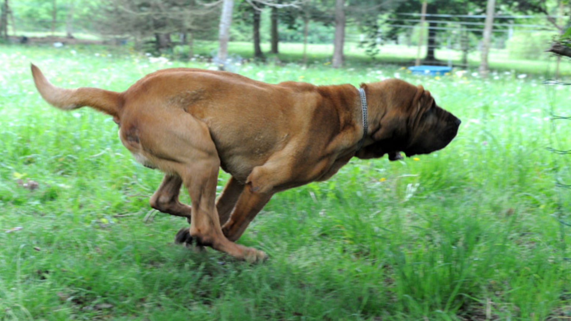 File:Hameau Jouas bloodhound.jpg