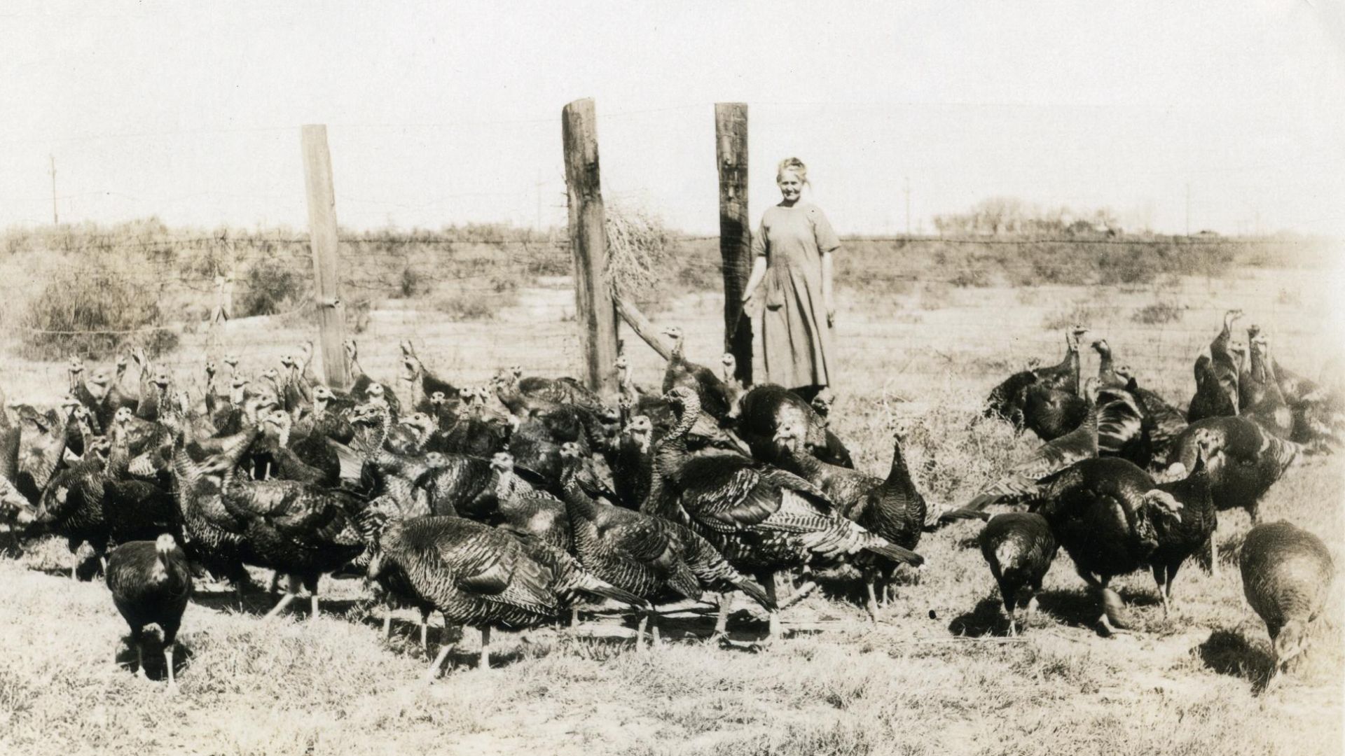 File:Raising turkeys in eastern Oregon (6360164475).jpg