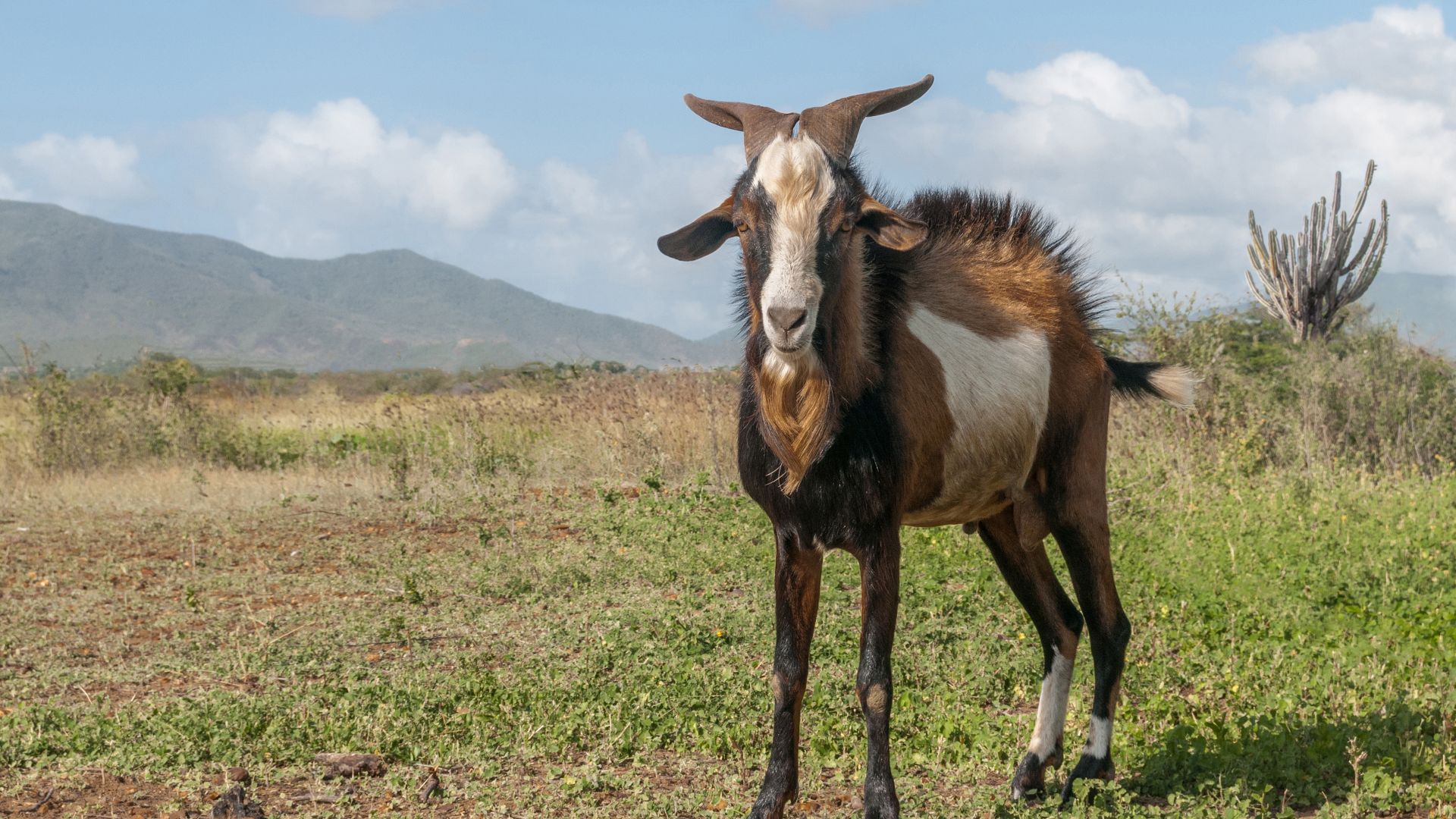 File:Capra aegagrus hircus in isla Margarita.jpg