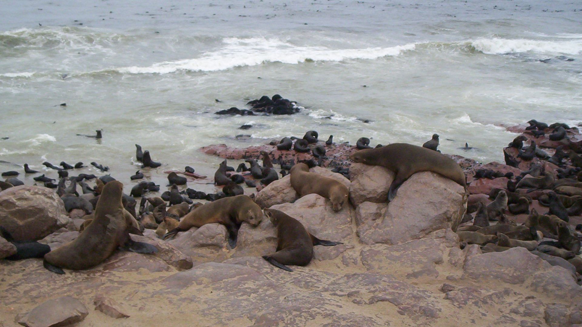 File:Seals on the Skeleton Coast (5833498900).jpg