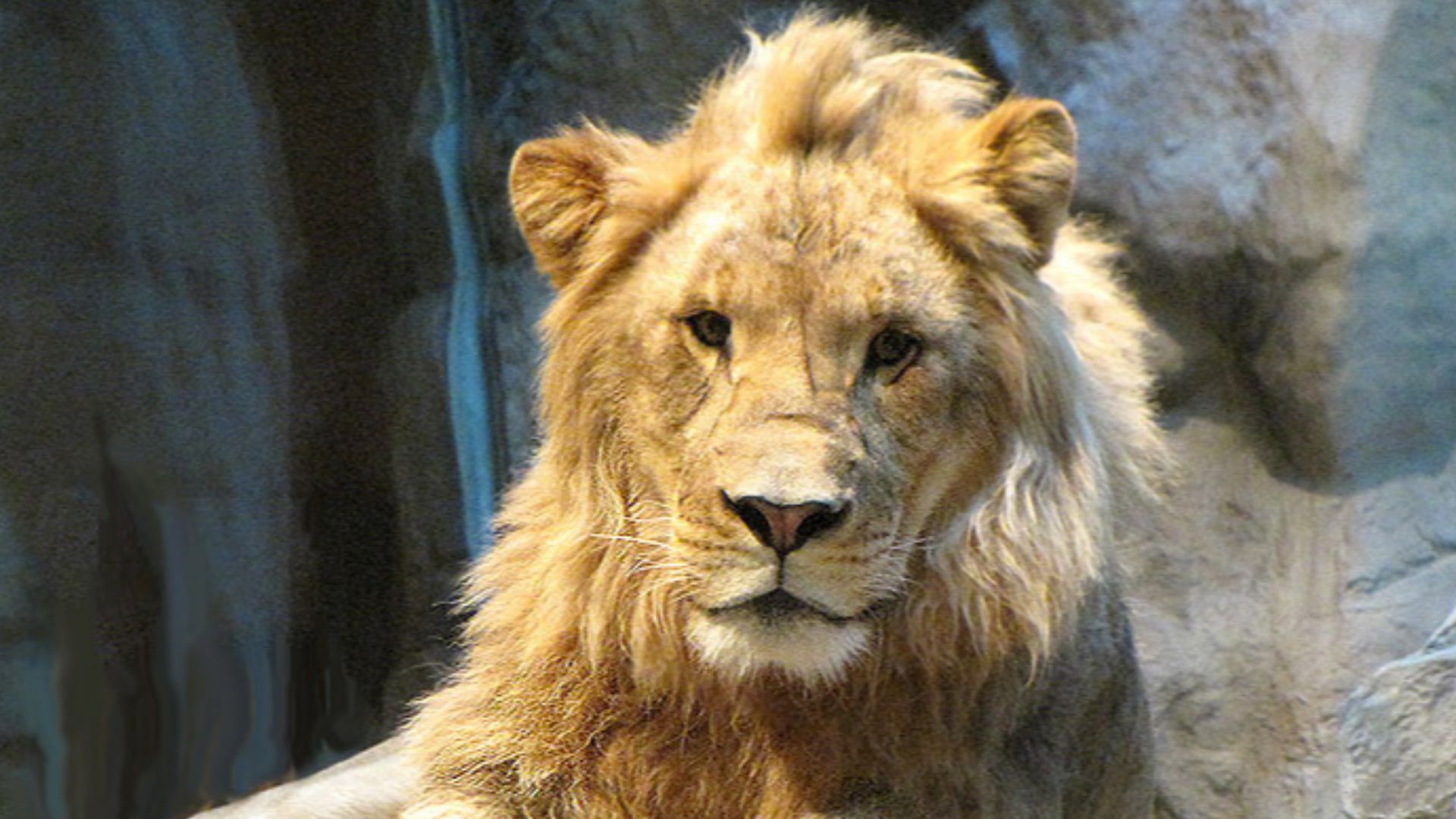 File:Lion Portrait MGM Grand Lion Habitat, Las Vegas Nevada.jpg