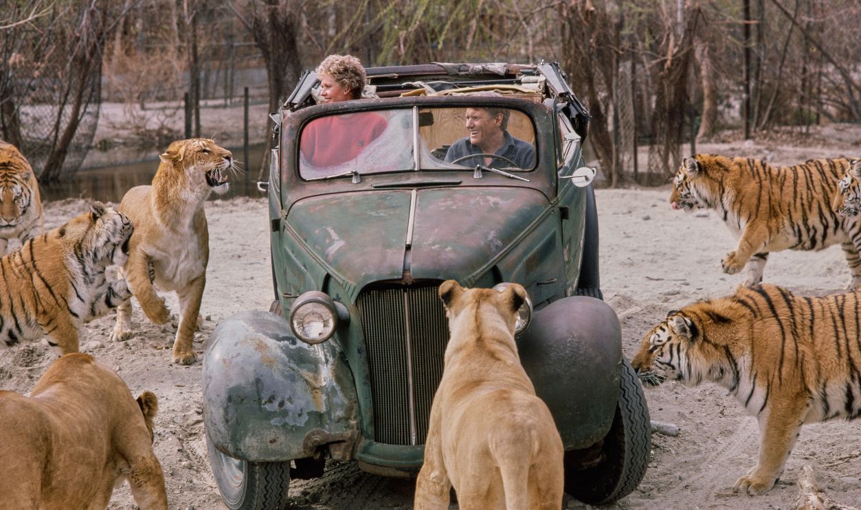 American actress Tippi Hedren, wearing a red sweater, and her husband, American talent agent Noel Marshall, wearing a blue shirt, as big cats walk around their vehicle at the Shambala Preserve, in Acton, California, February 1982. Hedren founded the animal sanctuary to 'educate the public about the dangers of private ownership of exotic animals