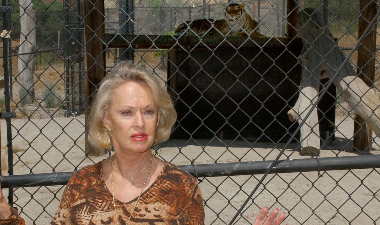 Tippi Hedren with Thriller and Sabu (background), Michael Jackson's tigers now living at The Shambala Preserve