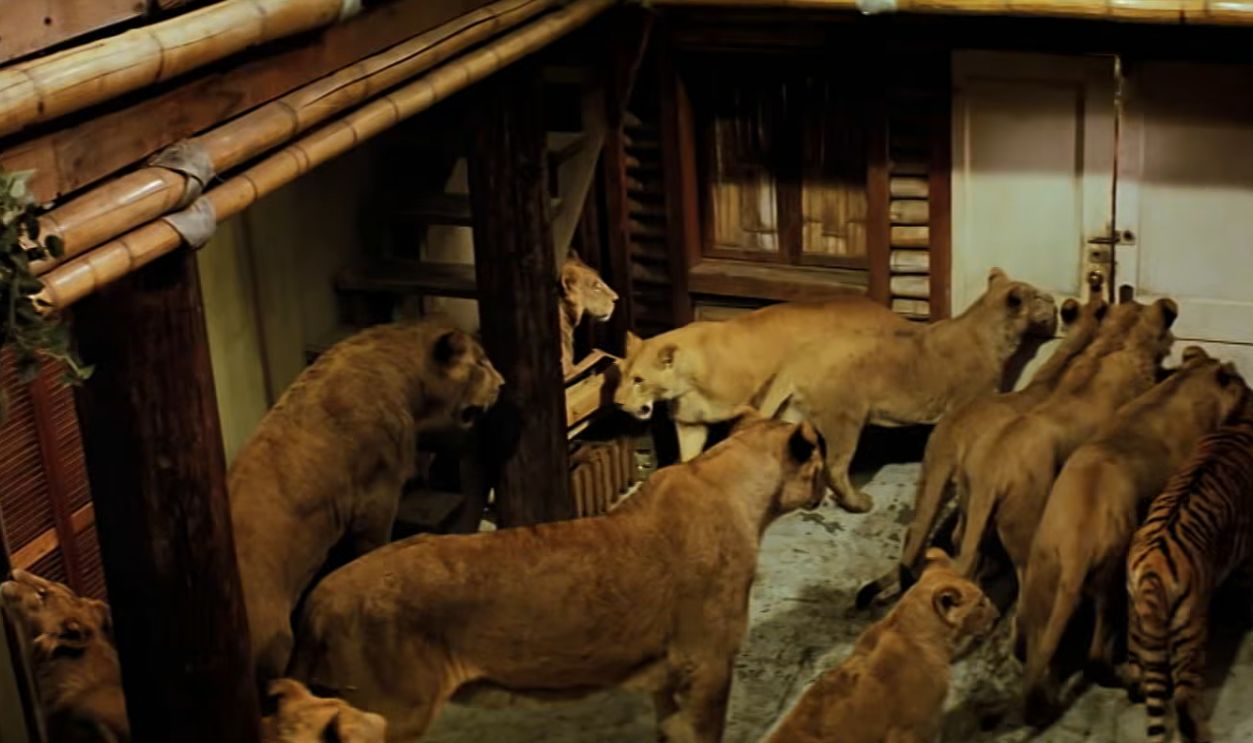Screenshot from Roar (1981)