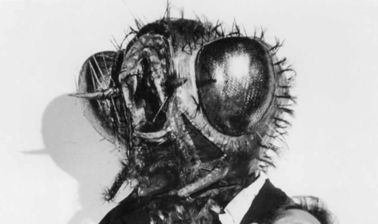 The Fly,