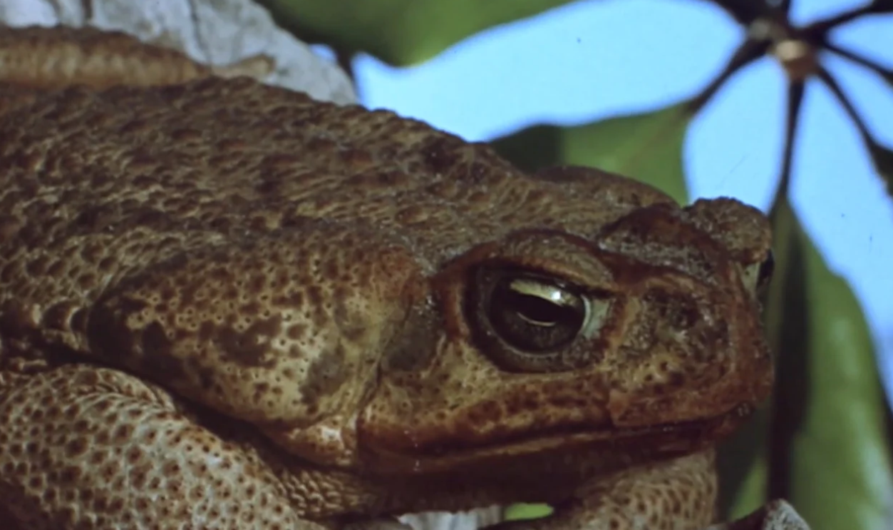Screenshot from Frogs, American International Pictures (1972)