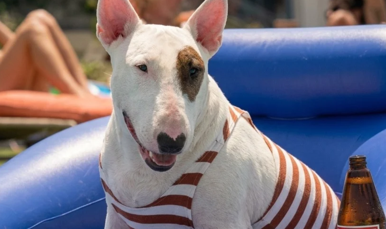 Screenshot from Bud Light — Spuds MacKenzie, Anheuser-Busch (1987)